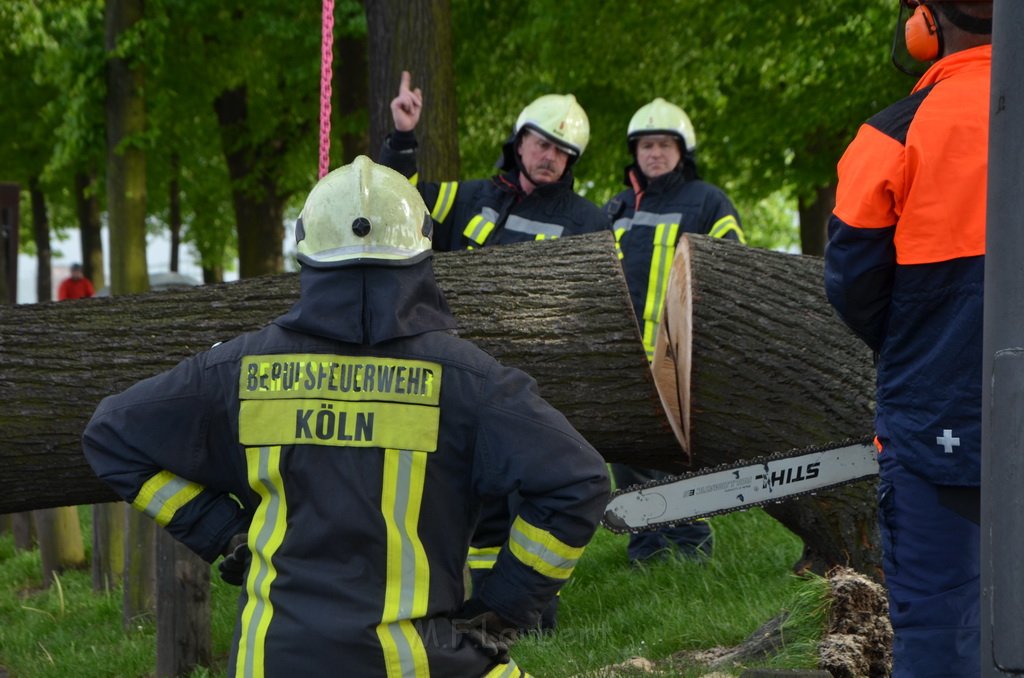 Baum auf Fahrbahn Koeln Deutz Alfred Schuette Allee Mole P626.JPG - Miklos Laubert